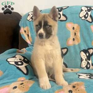 Akita Mix Puppies For Sale | Greenfield Puppies